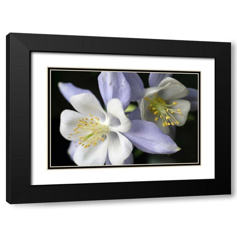 Purple Columbine I Black Modern Wood Framed Art Print with Double Matting by Putman, Tammy