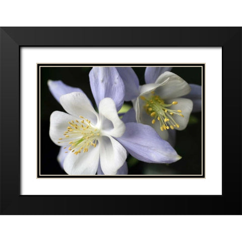 Purple Columbine I Black Modern Wood Framed Art Print with Double Matting by Putman, Tammy