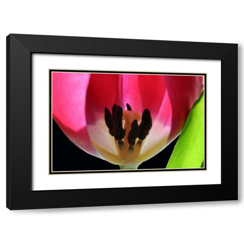 Pink Tulip Black Modern Wood Framed Art Print with Double Matting by Putman, Tammy