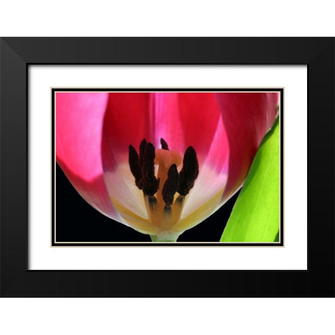 Pink Tulip Black Modern Wood Framed Art Print with Double Matting by Putman, Tammy