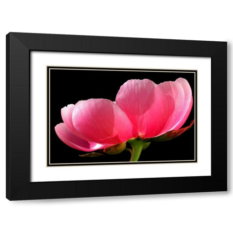Pink Peony III Black Modern Wood Framed Art Print with Double Matting by Putman, Tammy