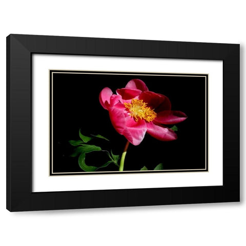 Pink Peony IV Black Modern Wood Framed Art Print with Double Matting by Putman, Tammy