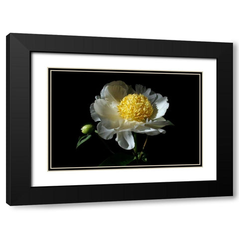 White Peony I Black Modern Wood Framed Art Print with Double Matting by Putman, Tammy