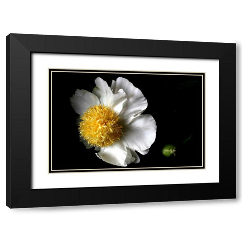 White Peony II Black Modern Wood Framed Art Print with Double Matting by Putman, Tammy