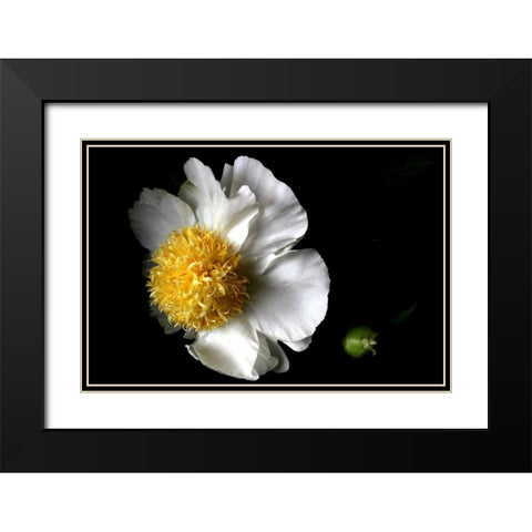White Peony II Black Modern Wood Framed Art Print with Double Matting by Putman, Tammy