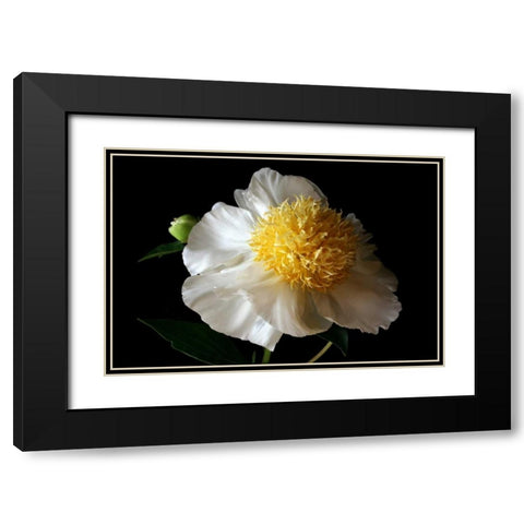 White Peony III Black Modern Wood Framed Art Print with Double Matting by Putman, Tammy