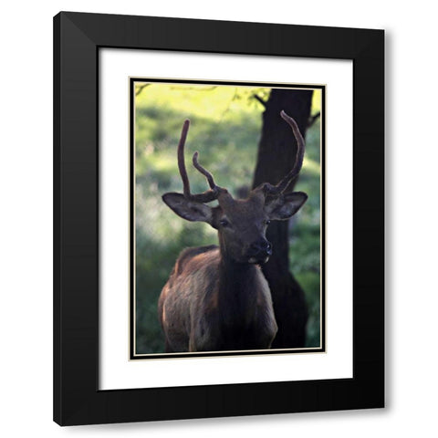 Elk I Black Modern Wood Framed Art Print with Double Matting by Putman, Tammy