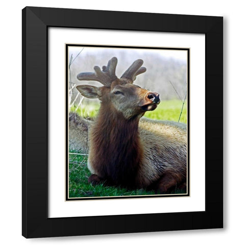 Elk II Black Modern Wood Framed Art Print with Double Matting by Putman, Tammy