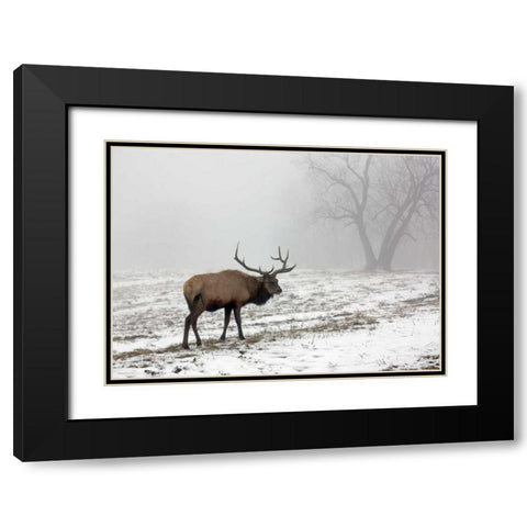 Elk III Black Modern Wood Framed Art Print with Double Matting by Putman, Tammy