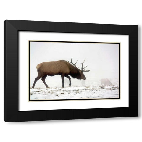 Elk IV Black Modern Wood Framed Art Print with Double Matting by Putman, Tammy