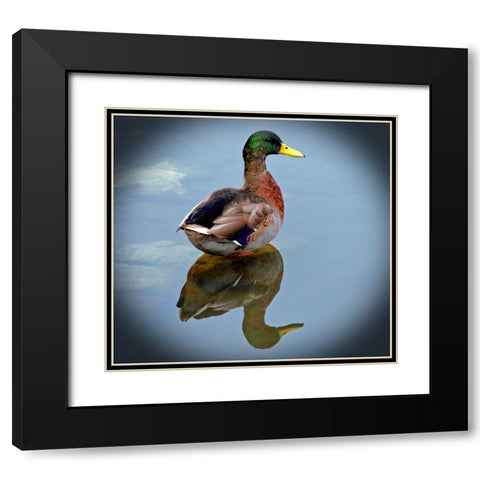 Mallard Reflection Black Modern Wood Framed Art Print with Double Matting by Putman, Tammy