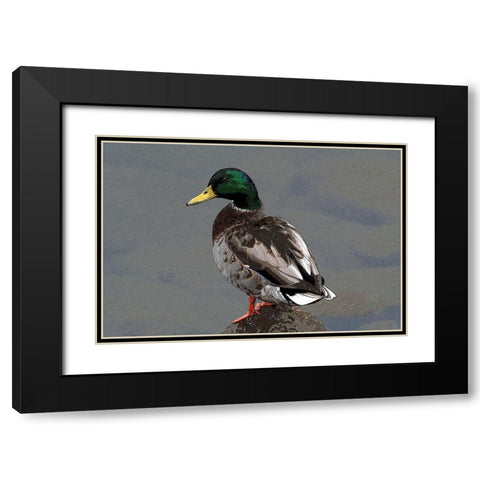 Mallard Black Modern Wood Framed Art Print with Double Matting by Putman, Tammy