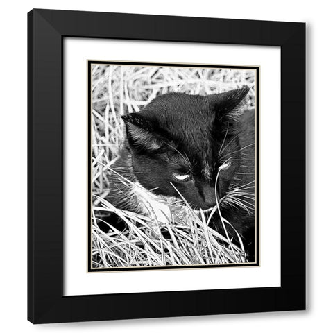 Jinx I Black Modern Wood Framed Art Print with Double Matting by Putman, Tammy