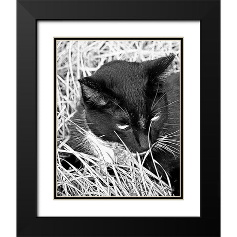 Jinx I Black Modern Wood Framed Art Print with Double Matting by Putman, Tammy