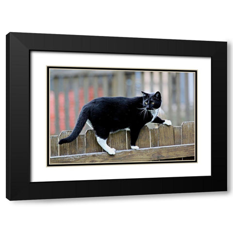 Jinx II Black Modern Wood Framed Art Print with Double Matting by Putman, Tammy