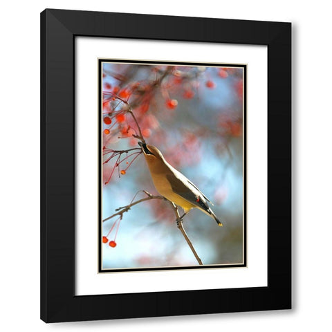 Cedar Wax Wing Black Modern Wood Framed Art Print with Double Matting by Putman, Tammy