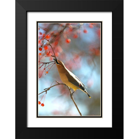 Cedar Wax Wing Black Modern Wood Framed Art Print with Double Matting by Putman, Tammy