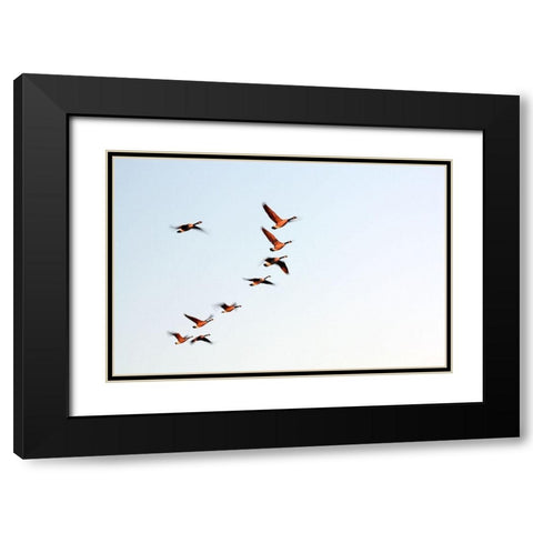 Flock Black Modern Wood Framed Art Print with Double Matting by Putman, Tammy