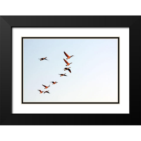 Flock Black Modern Wood Framed Art Print with Double Matting by Putman, Tammy