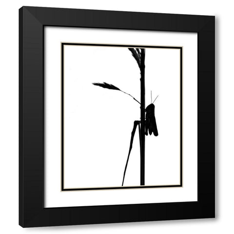 Grasshopper Black Modern Wood Framed Art Print with Double Matting by Putman, Tammy