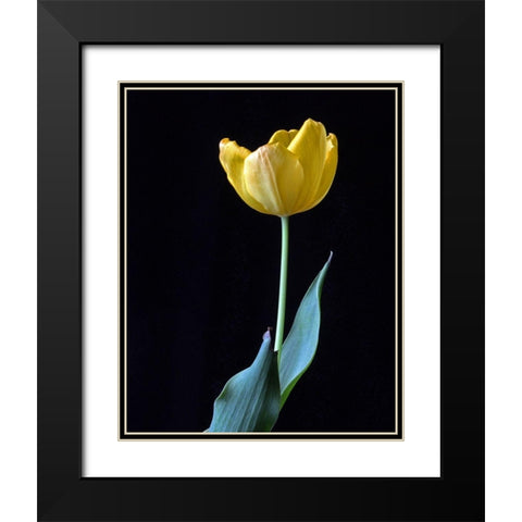 Single Tulip Black Modern Wood Framed Art Print with Double Matting by Putman, Tammy