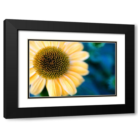 Cone Flowers I Black Modern Wood Framed Art Print with Double Matting by Putman, Tammy