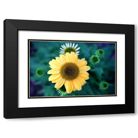 Cone Flowers II Black Modern Wood Framed Art Print with Double Matting by Putman, Tammy