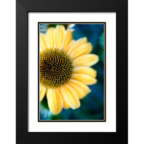 Cone Flowers III Black Modern Wood Framed Art Print with Double Matting by Putman, Tammy