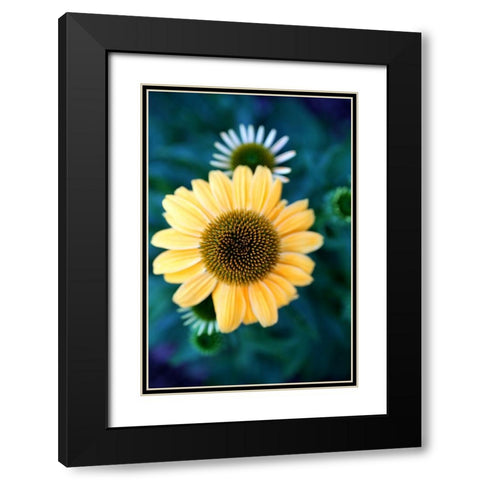 Cone Flowers IV Black Modern Wood Framed Art Print with Double Matting by Putman, Tammy
