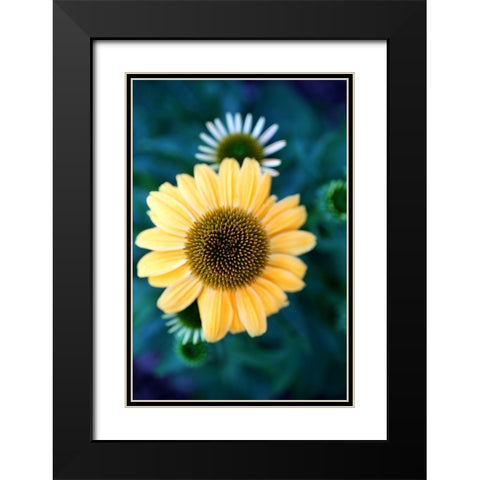 Cone Flowers IV Black Modern Wood Framed Art Print with Double Matting by Putman, Tammy