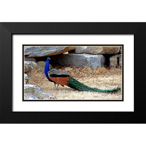 Posing Peacock I Black Modern Wood Framed Art Print with Double Matting by Putman, Tammy