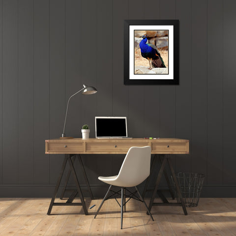 Posing Peacock III Black Modern Wood Framed Art Print with Double Matting by Putman, Tammy