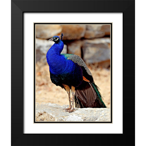 Posing Peacock III Black Modern Wood Framed Art Print with Double Matting by Putman, Tammy