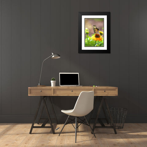 Eastern Tiger Swallowtail Lift Black Modern Wood Framed Art Print with Double Matting by Putman, Tammy