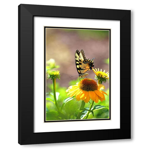 Eastern Tiger Swallowtail Lift Black Modern Wood Framed Art Print with Double Matting by Putman, Tammy