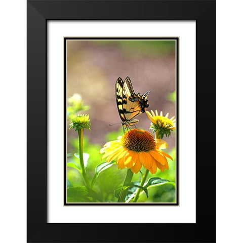 Eastern Tiger Swallowtail Lift Black Modern Wood Framed Art Print with Double Matting by Putman, Tammy