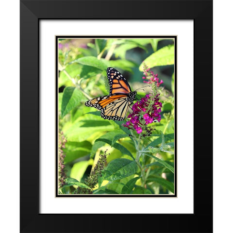 Monarch Garden I Black Modern Wood Framed Art Print with Double Matting by Putman, Tammy