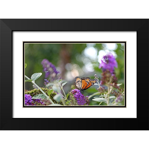 Monarch Garden III Black Modern Wood Framed Art Print with Double Matting by Putman, Tammy