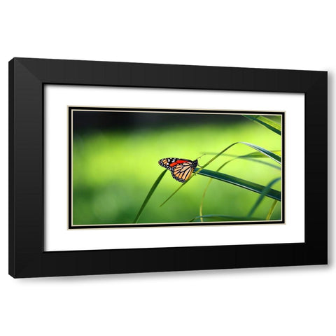 Monarch Patterns Black Modern Wood Framed Art Print with Double Matting by Putman, Tammy