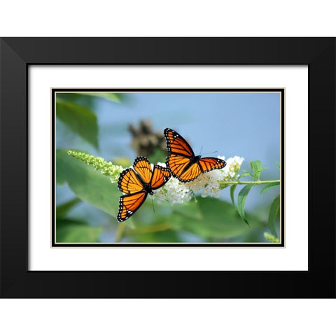 Viceroy Twins Black Modern Wood Framed Art Print with Double Matting by Putman, Tammy