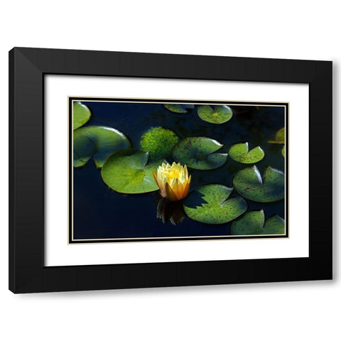 Yellow Water Lily Black Modern Wood Framed Art Print with Double Matting by Putman, Tammy