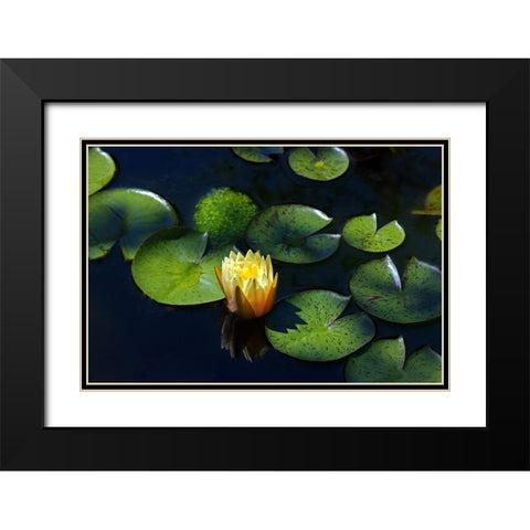 Yellow Water Lily Black Modern Wood Framed Art Print with Double Matting by Putman, Tammy