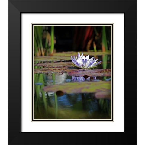 Purple Lily Black Modern Wood Framed Art Print with Double Matting by Putman, Tammy