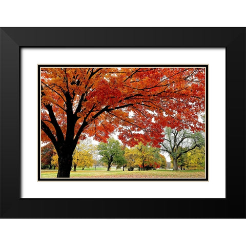Red Fall Black Modern Wood Framed Art Print with Double Matting by Putman, Tammy