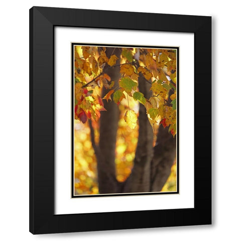 Fall Maple Black Modern Wood Framed Art Print with Double Matting by Putman, Tammy