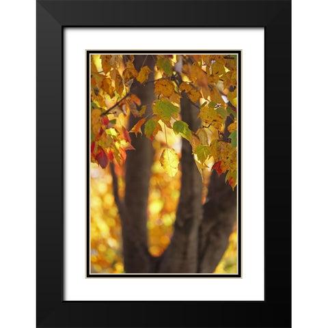 Fall Maple Black Modern Wood Framed Art Print with Double Matting by Putman, Tammy