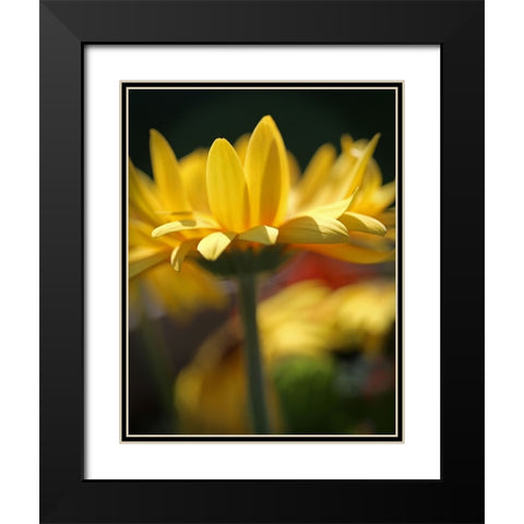 Yellow Daisies Black Modern Wood Framed Art Print with Double Matting by Putman, Tammy