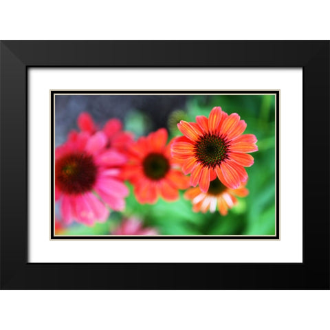 Red Daisies I Black Modern Wood Framed Art Print with Double Matting by Putman, Tammy