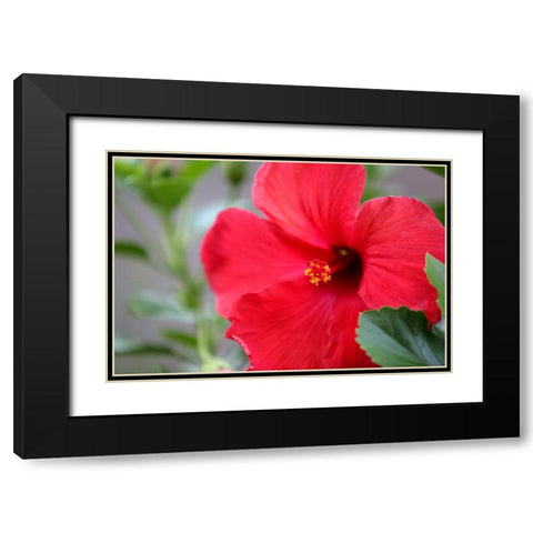 Red Hibiscus Black Modern Wood Framed Art Print with Double Matting by Putman, Tammy