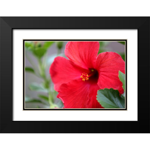 Red Hibiscus Black Modern Wood Framed Art Print with Double Matting by Putman, Tammy
